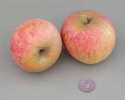 Blenheim Orange apple