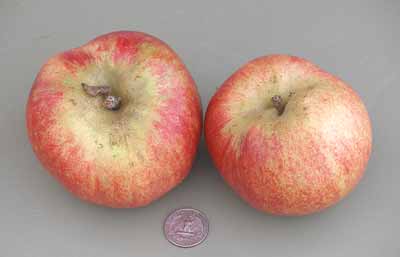 Newton Wonder apple