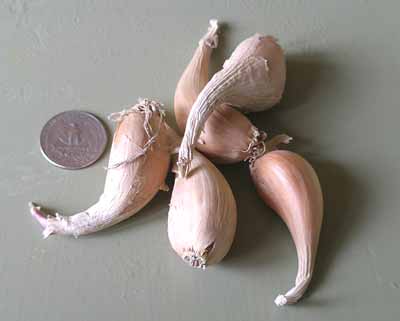 griselle shallot