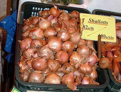 shallot