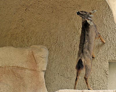 central Chinese goral