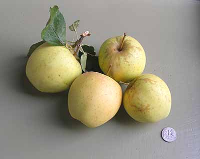 Golden Delicious apple