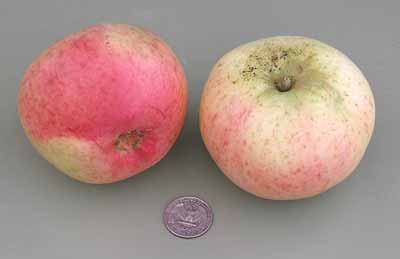 Dumelow's Seedling apple