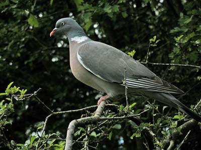 palombo