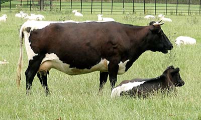 Gloucester cattle