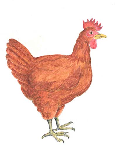 gallina