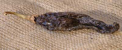 Pasilla