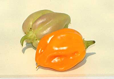 Scotch Bonnet chile