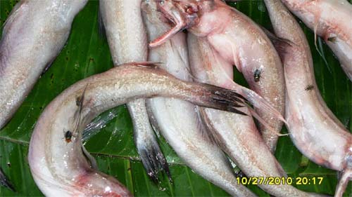 Bombay duck