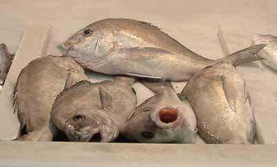 Schattenfisch