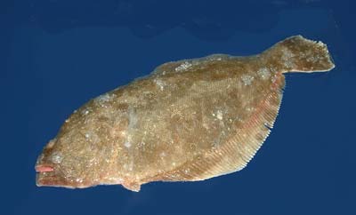 fluke