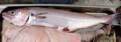 haddock