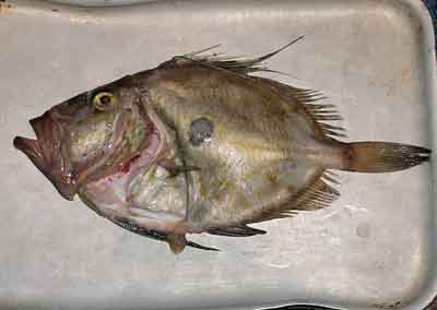 John Dory