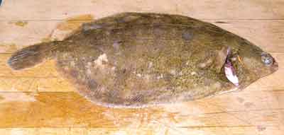 lemon sole
