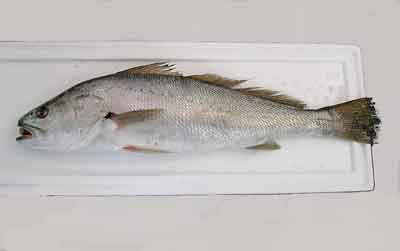 mulloway (cod)