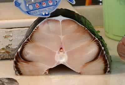 palombo