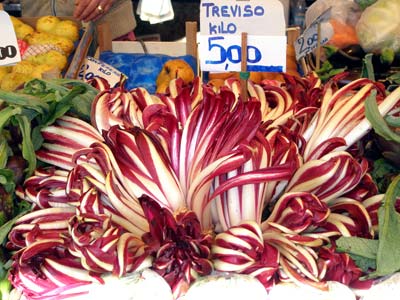 radicchio di Treviso