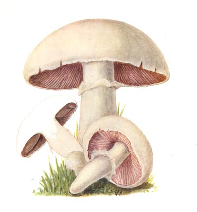kukurmutta