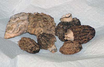 morel mushroom