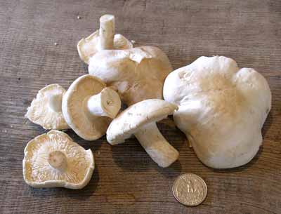 St George's mushroom
