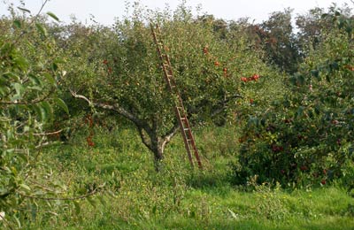 pommeraie