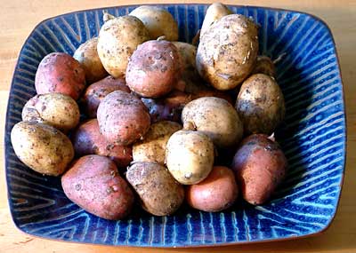 first early potato