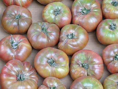 Purple Cherokee tomato